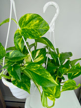 Load image into Gallery viewer, Golden Pothos 6"