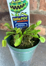 Load image into Gallery viewer, Venus Fly Trap
