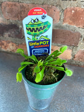 Load image into Gallery viewer, Venus Fly Trap