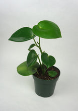 Load image into Gallery viewer, Raindrop Peperomia