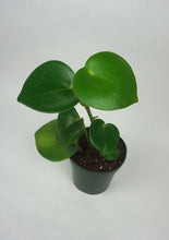 Load image into Gallery viewer, Raindrop Peperomia