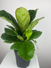 Load image into Gallery viewer, Fiddle Leaf Fig 6”