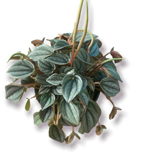 Load image into Gallery viewer, Peperomia Frost 4"
