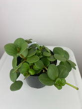 Load image into Gallery viewer, 4" Peperomia Hope