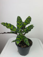 Load image into Gallery viewer, Calathea Rattlesnake 4”