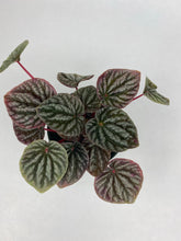 Load image into Gallery viewer, Peperomia Ripple Red