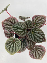 Load image into Gallery viewer, Peperomia Ripple Red