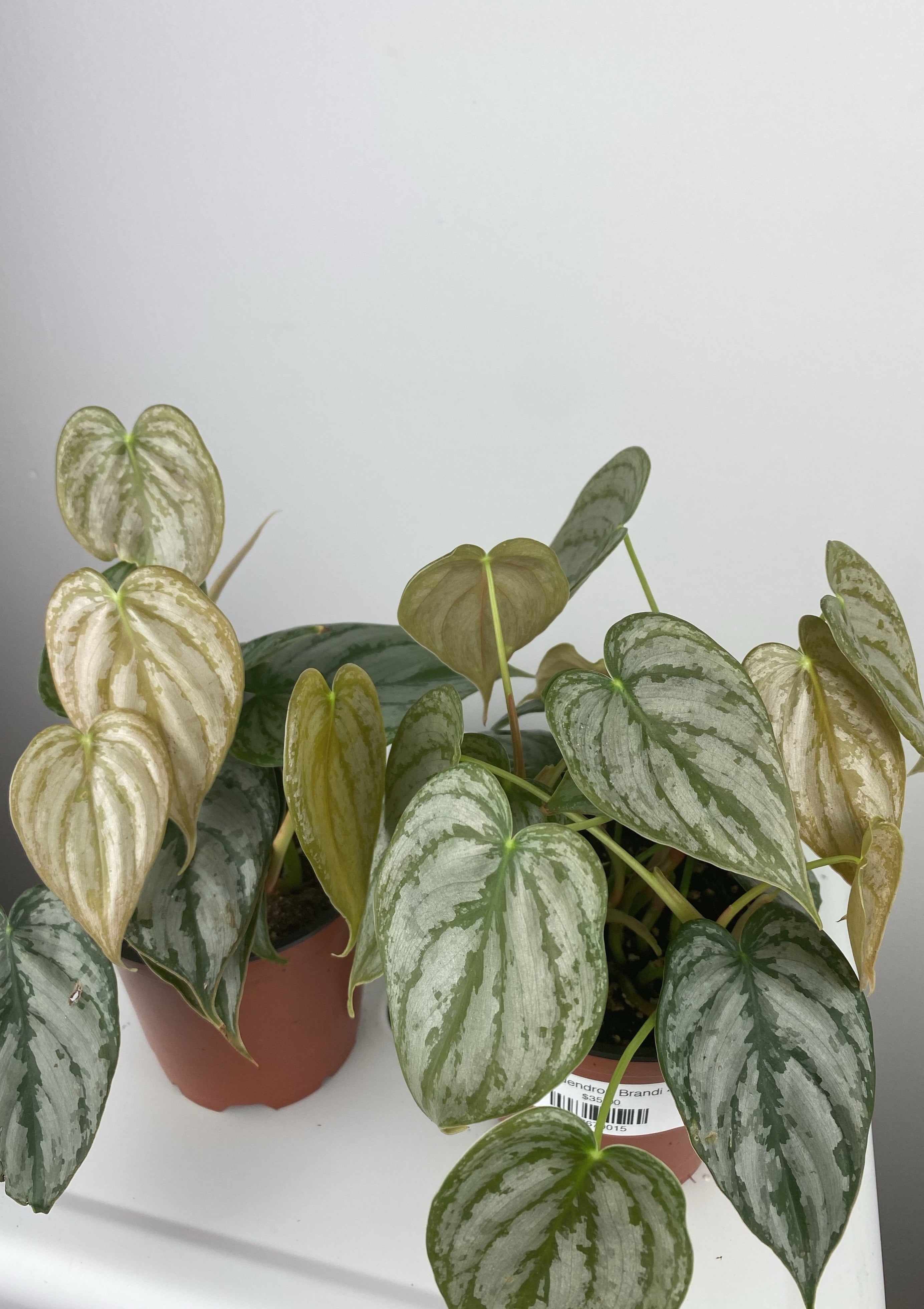 brandi pothos Philodendron Brandi 4” – Living with Green