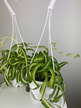 Load image into Gallery viewer, Bonnie Spider Plant 4.5”