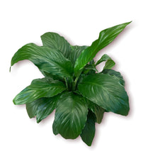 Load image into Gallery viewer, Peace Lily 6"