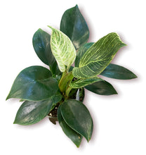 Load image into Gallery viewer, Philodendron Birkin 4"