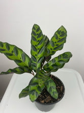 Load image into Gallery viewer, Calathea Rattlesnake 4”