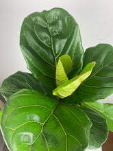 Load image into Gallery viewer, Fiddle Leaf Fig 6”