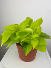 Load image into Gallery viewer, Neon Pothos 6"