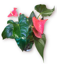 Load image into Gallery viewer, Pink Anthurium 6”