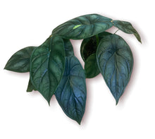 Load image into Gallery viewer, Alocasia Dragon Scale 4"