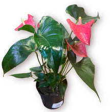 Load image into Gallery viewer, Pink Anthurium 6”