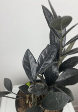 Load image into Gallery viewer, Raven ZZ 6”