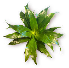 Load image into Gallery viewer, Dracaena Compacta 4”