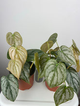 Load image into Gallery viewer, Philodendron Brandi 4”