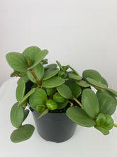 Load image into Gallery viewer, 4" Peperomia Hope