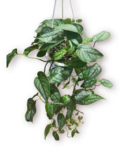 Load image into Gallery viewer, Monstera Siltepecana 4"