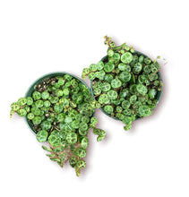 Load image into Gallery viewer, String of Turtles 3.5"