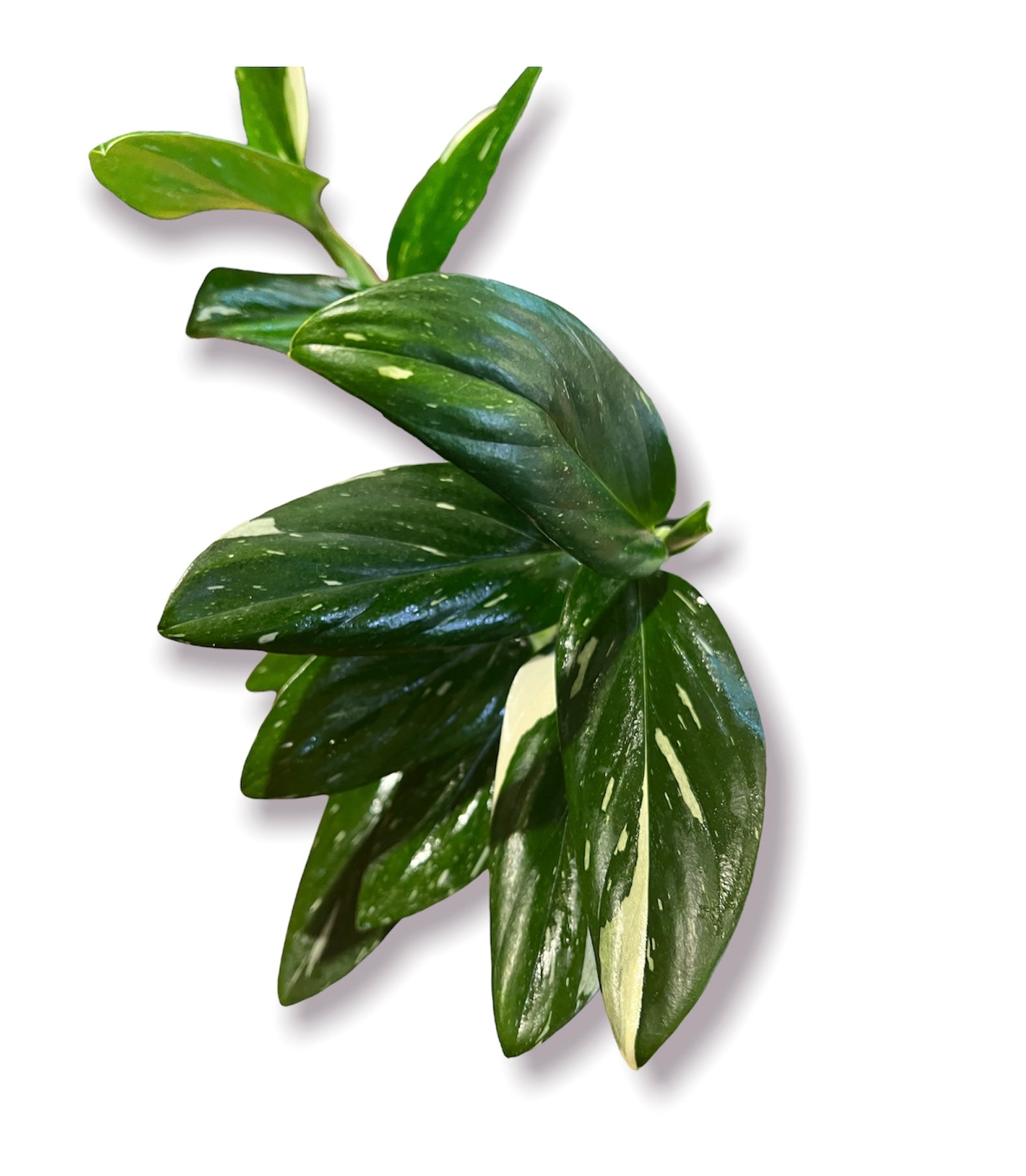 monstera standelyana albo Monstera Standleyana Albo – Living with Green