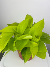 Load image into Gallery viewer, Neon Pothos 6"