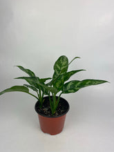 Load image into Gallery viewer, Aglaonema Maria 6"