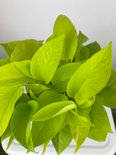 Load image into Gallery viewer, Neon Pothos 6"