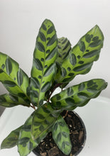 Load image into Gallery viewer, Calathea Rattlesnake 4”