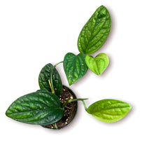 Load image into Gallery viewer, Monstera Peru 4"