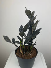 Load image into Gallery viewer, Raven ZZ 6”