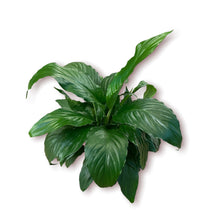 Load image into Gallery viewer, Peace Lily 6"