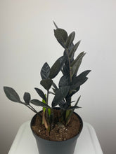 Load image into Gallery viewer, Raven ZZ 6”