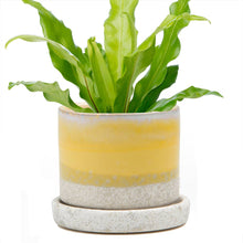 Load image into Gallery viewer, 5" Yellow Cement by Chive

