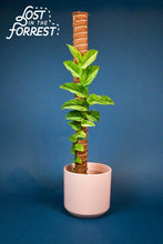 Load image into Gallery viewer, Stackable Coir Pole: 24&quot;
