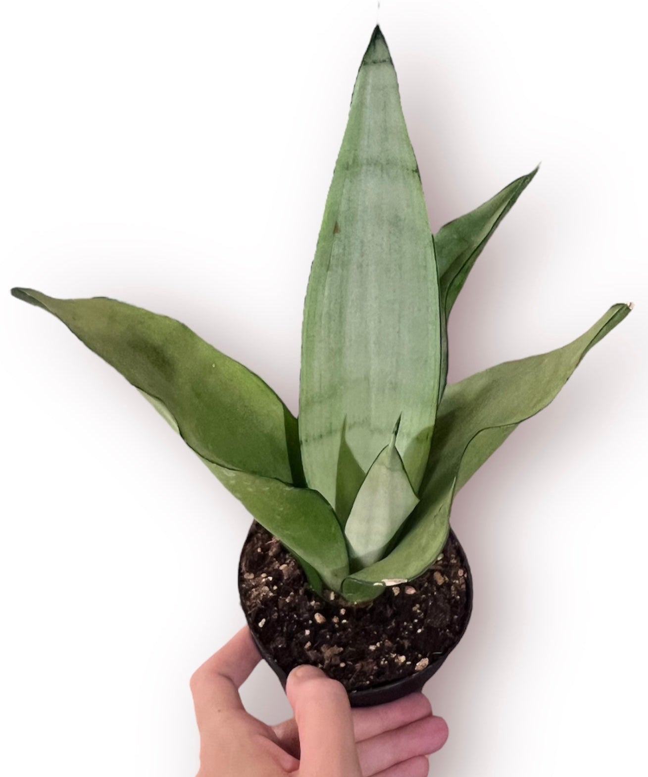 moonshine snake plant 4 inch Moonshine Snake 4" – Living with Green