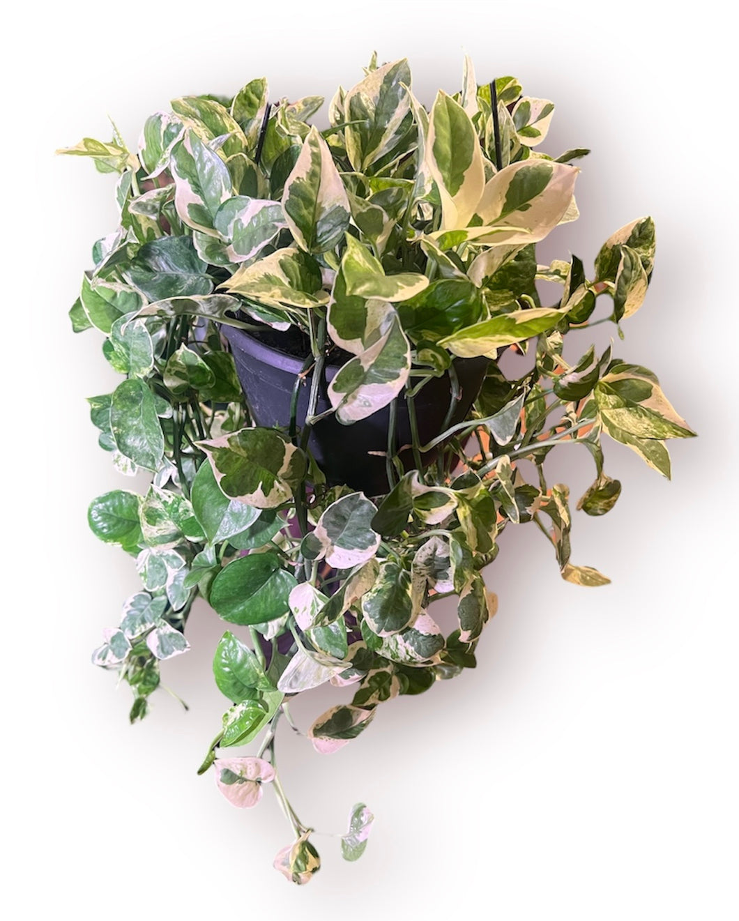 Pearls and Jade Pothos 8