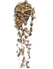 Load image into Gallery viewer, Variegated String of Hearts 3.5&quot;
