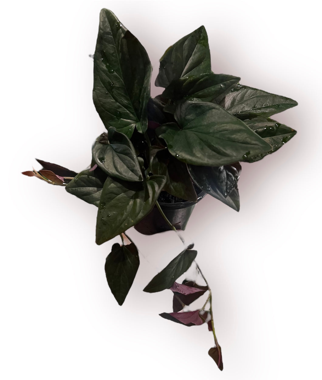 Syngonium Red Arrow 4