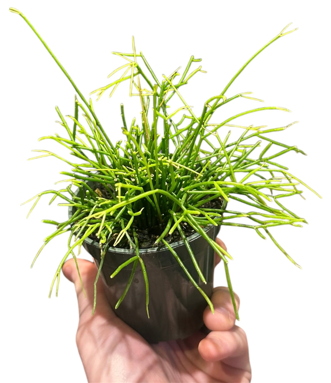 Rhipsalis 3.5