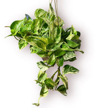 Load image into Gallery viewer, Marble Queen Pothos 8&quot;

