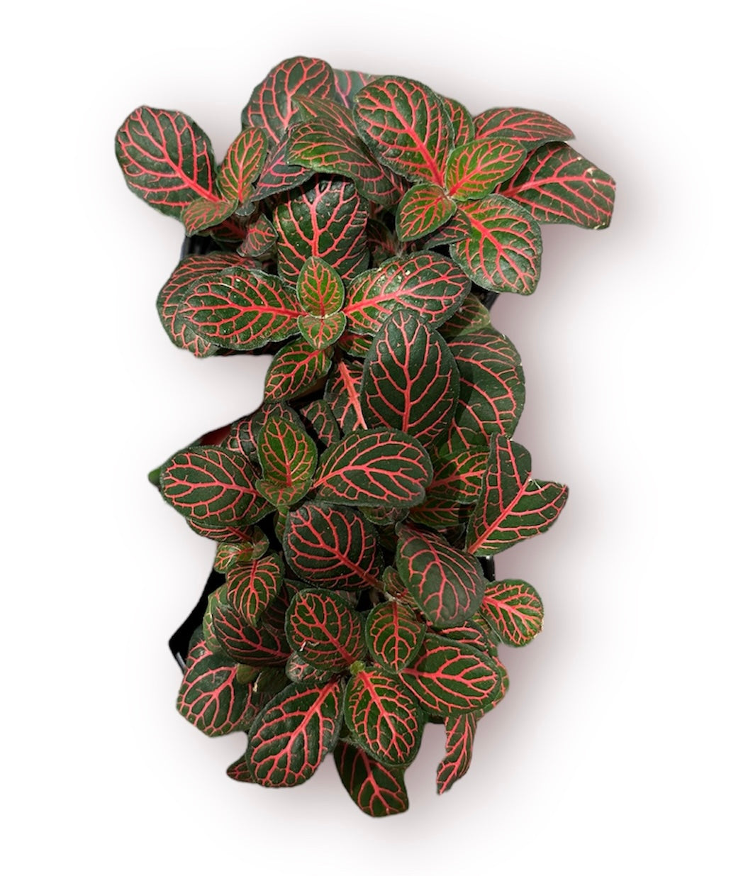 Red Fittonia Nerve Plant 4