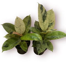 Load image into Gallery viewer, Ficus Shivereana 4”

