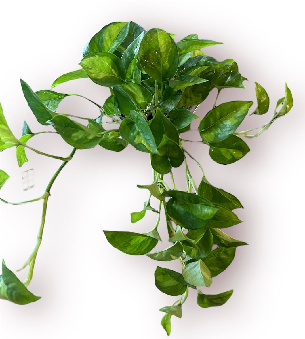 Global Green Pothos 4”