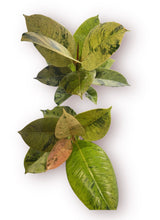 Load image into Gallery viewer, Ficus Shivereana 4”
