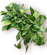 Load image into Gallery viewer, Marble Queen Pothos 6&quot;
