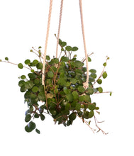 Load image into Gallery viewer, Peperomia Ruby Cascade
